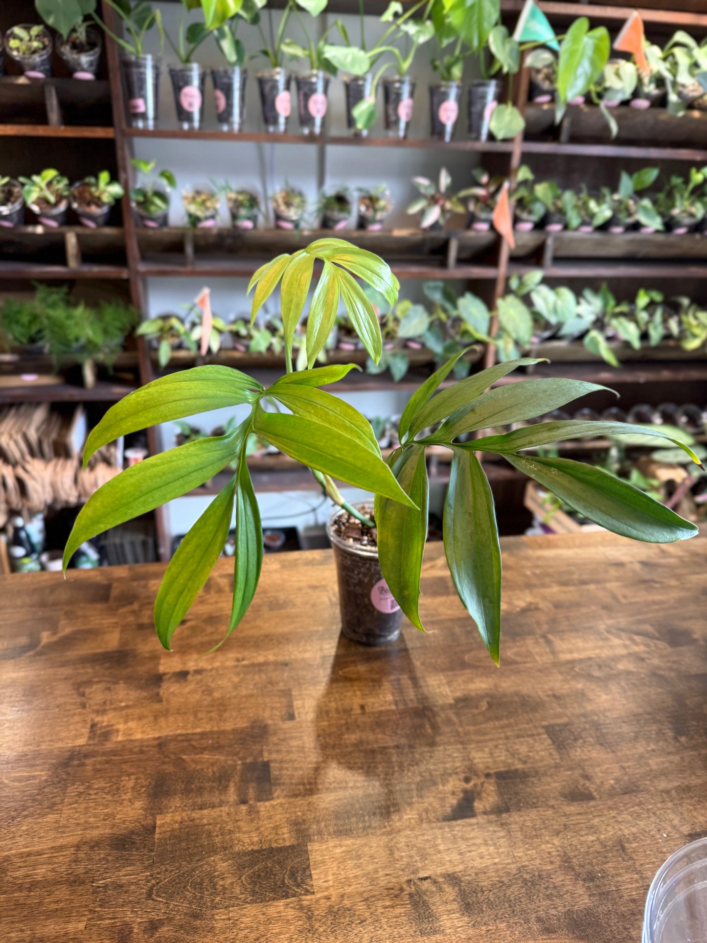 Monstera Subpinnata