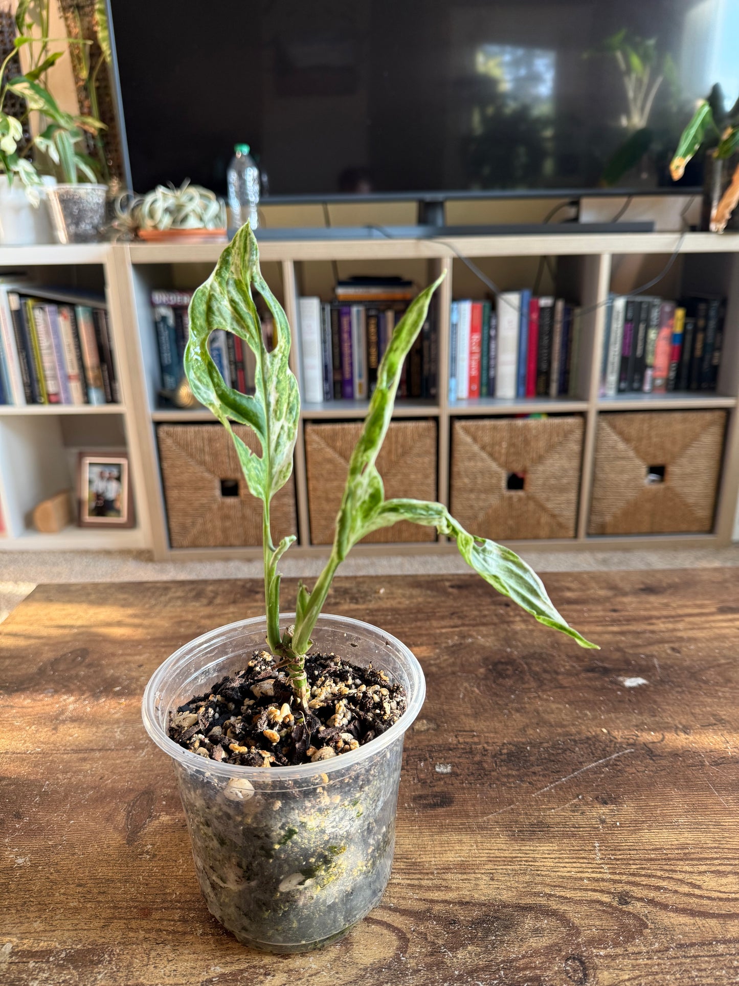 Mint Monstera Adansonii