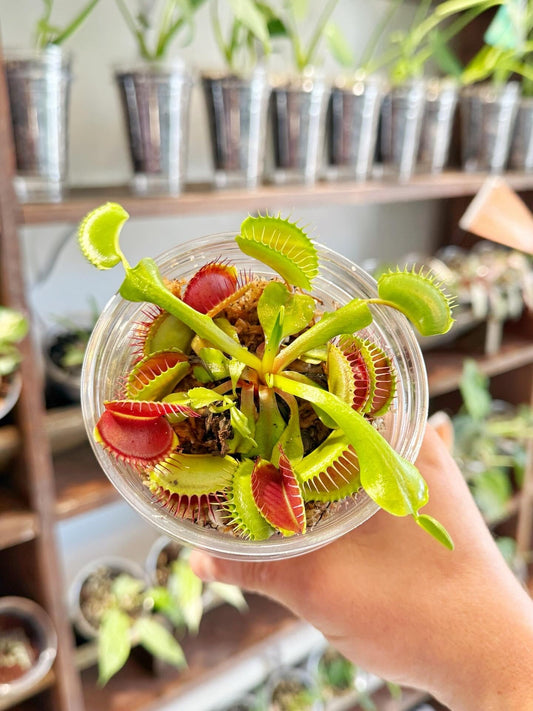 Venus Fly Trap Care