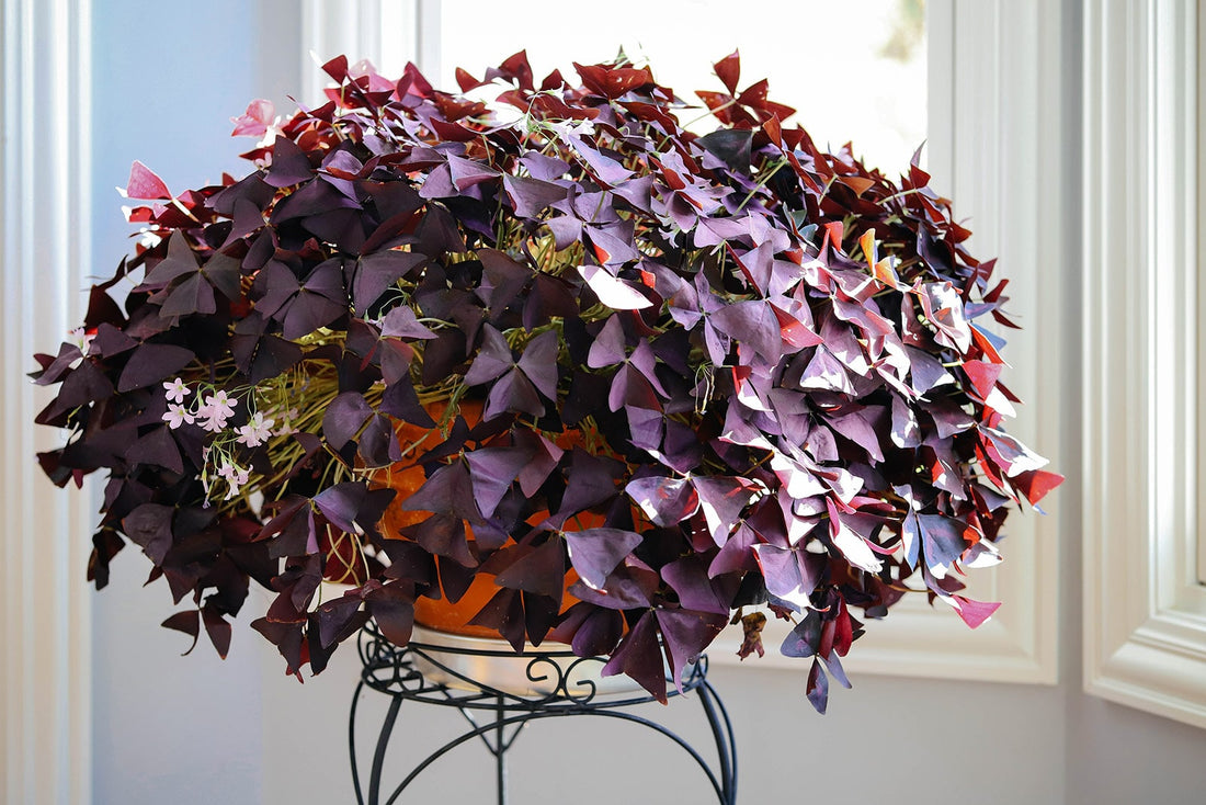Oxalis Care
