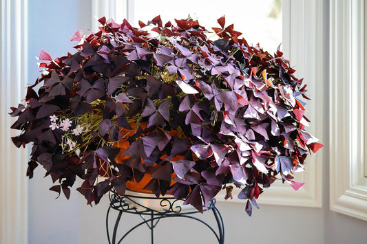 Oxalis Care