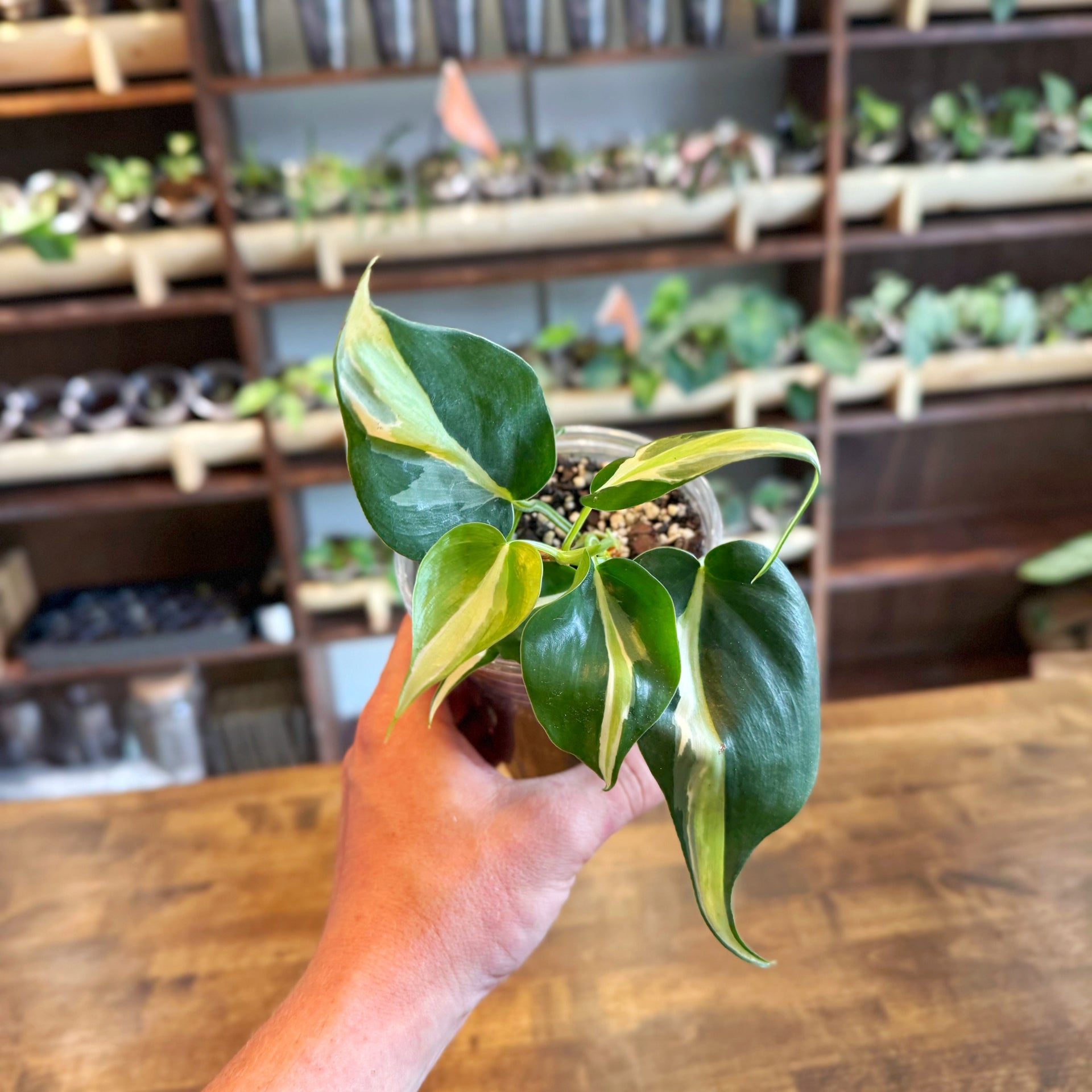 Philodendron Silver Stripe Care  BoDurtha's Plant Parlor