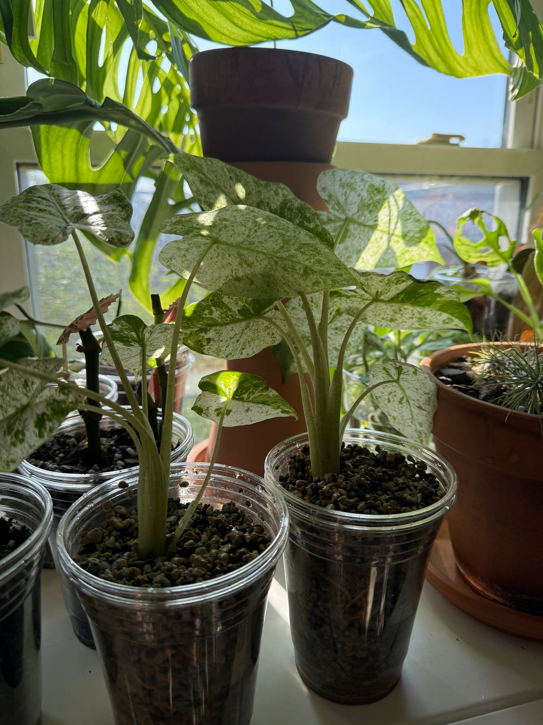 Alocasia Odora Care