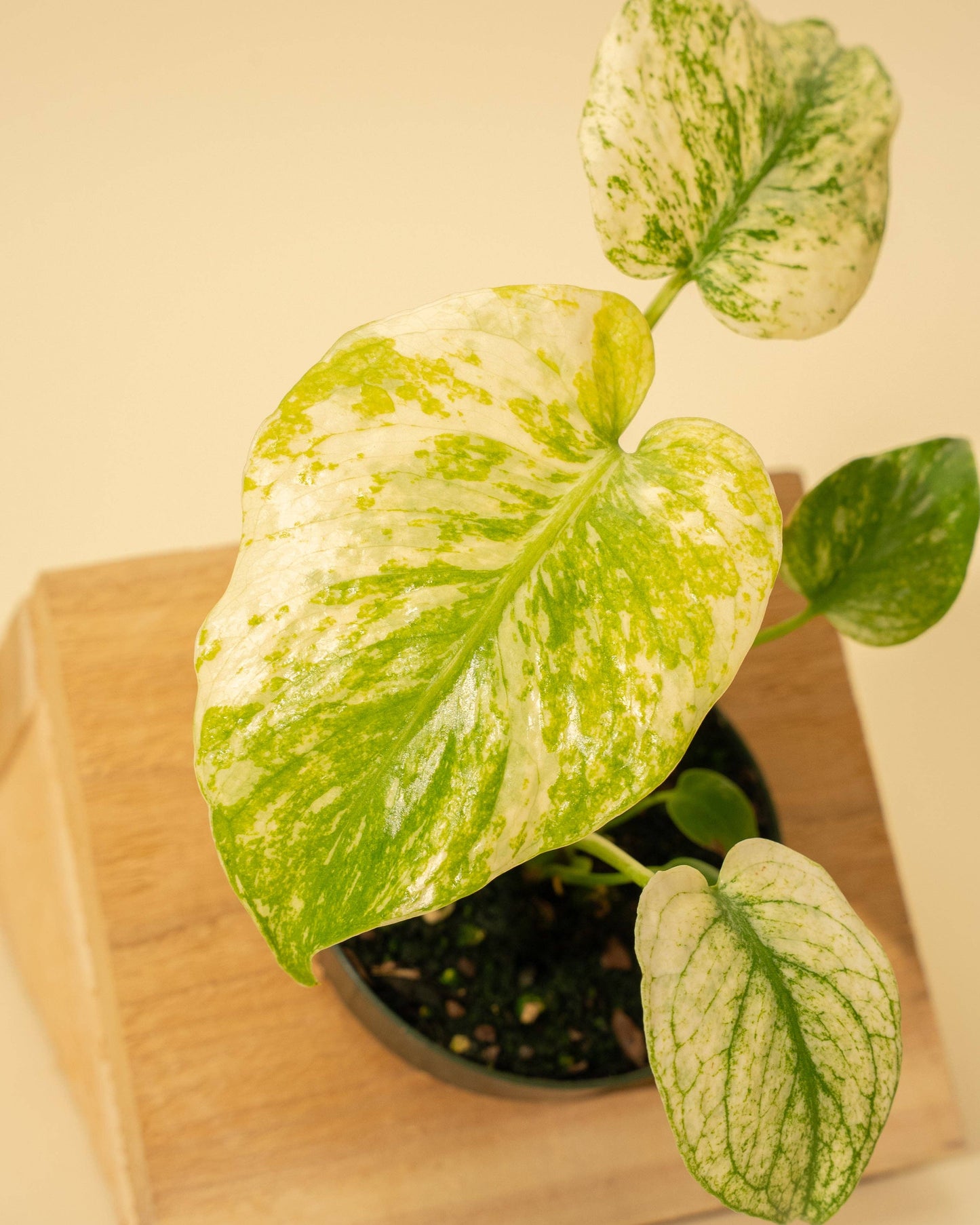 Monstera Mint