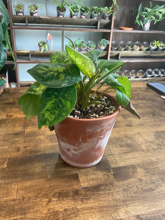 Aglaonema Pictum Tricolor