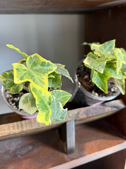 English Ivy