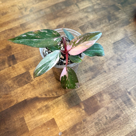 Philodendron Pink Princess *Marble*