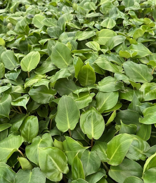 Philodendron Burle Marx