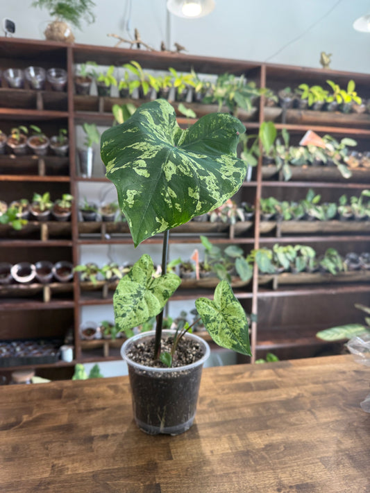 "Frogs in a Blender" Caladium - Plant