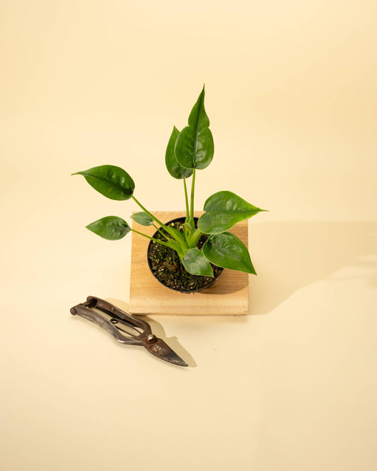 Alocasia 'Tiny Dancer'