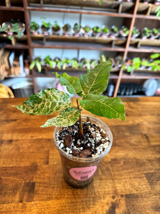 Ficus Clown Fig