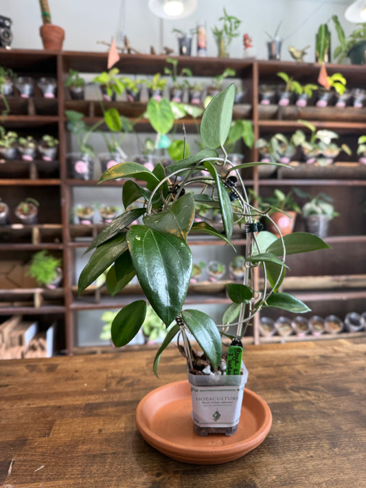 Hoya Aldrichii x unk