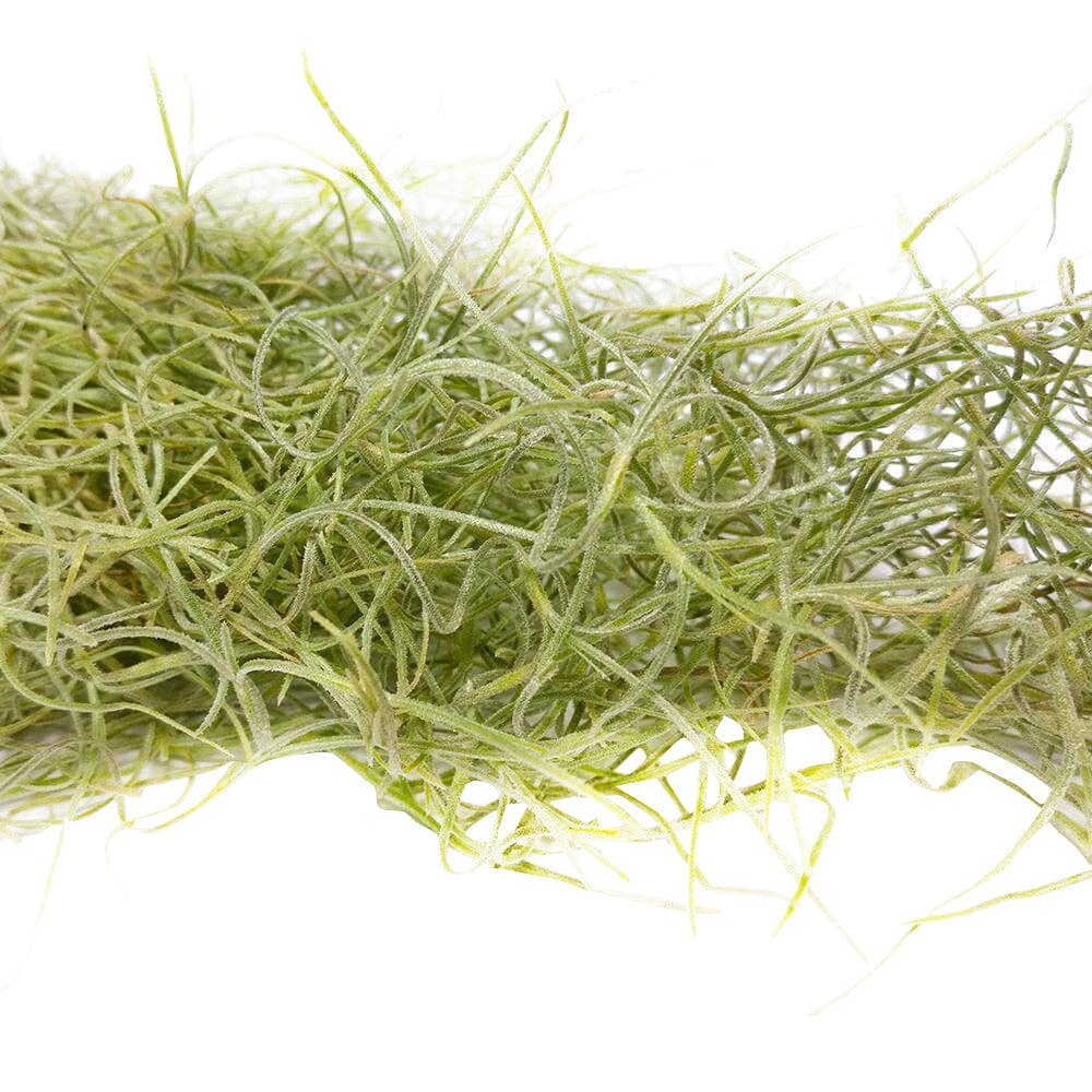Spanish Moss Usneoides Air Plant