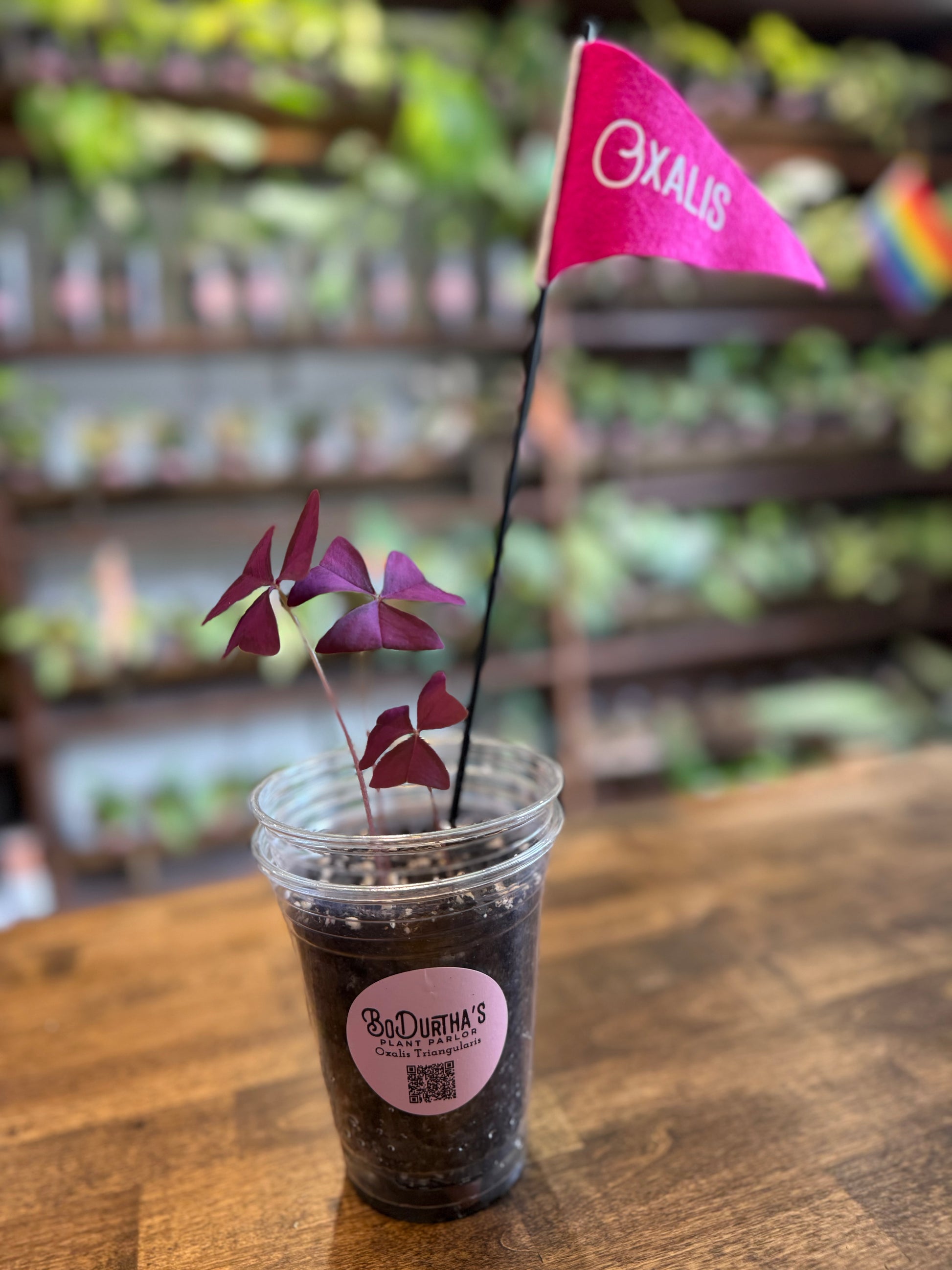 oxalis triangularis potting mix Oxalis Iron Cross – BoDurtha's Plant Parlor