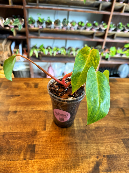Philodendron 'Painted Lady'