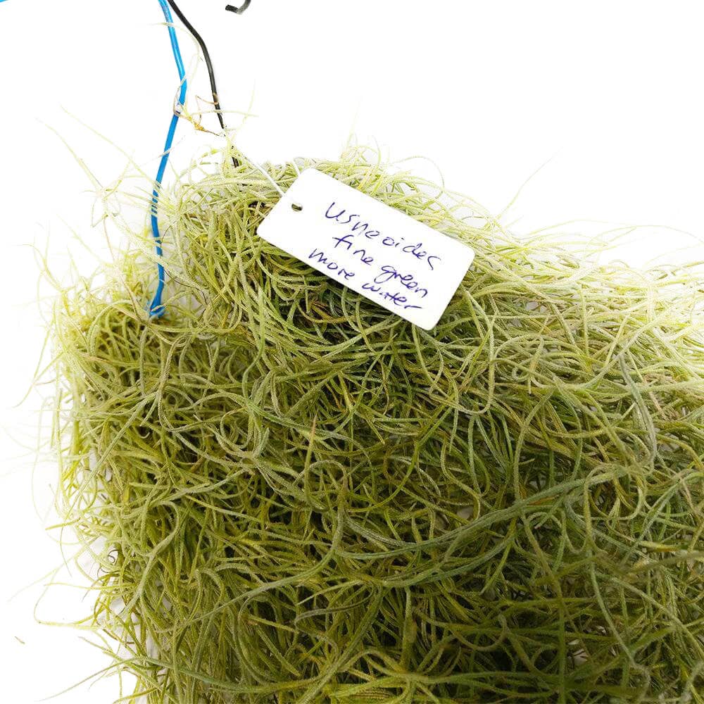 Spanish Moss Usneoides Air Plant