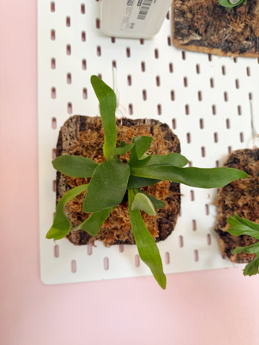 Hanging Fern