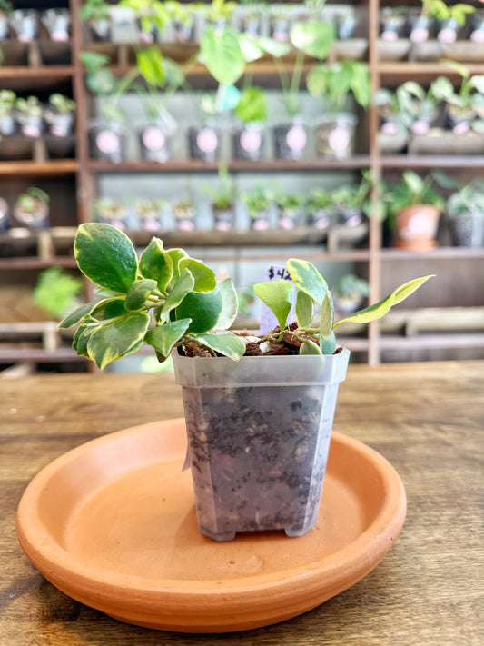 Hoya Heuschkeliana Albomarginata