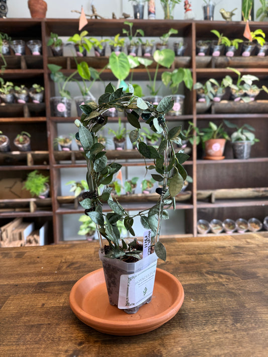 Hoya Lacunosa