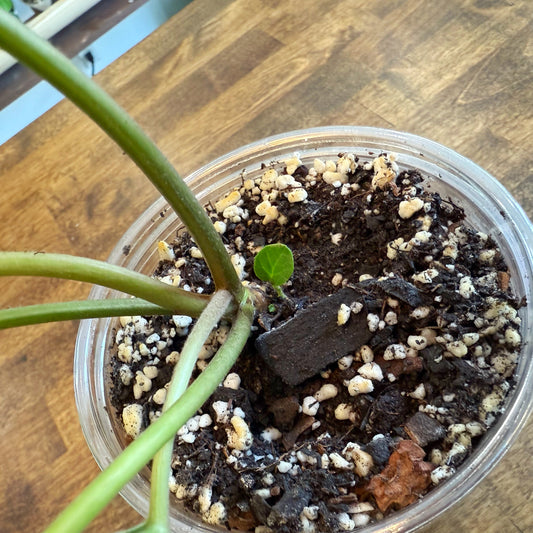 Tractor Seat Plant