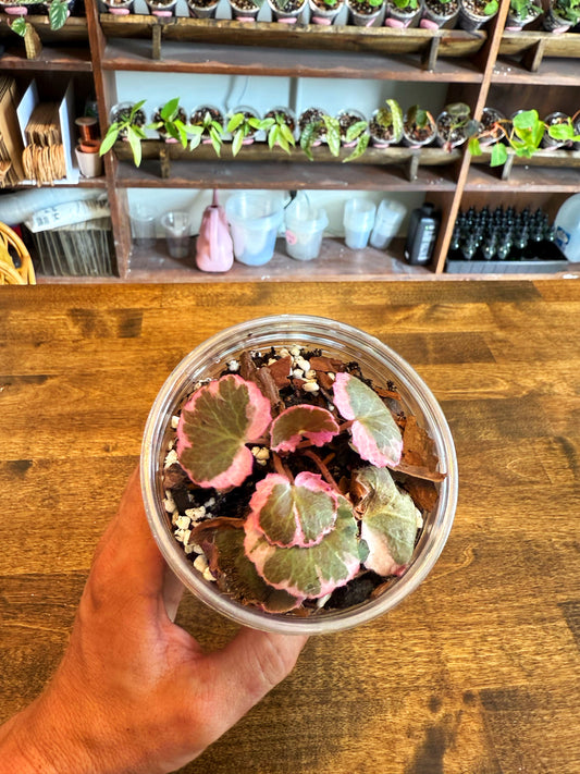 Strawberry Begonia Var.