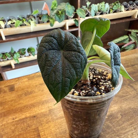 Alocasia Melo
