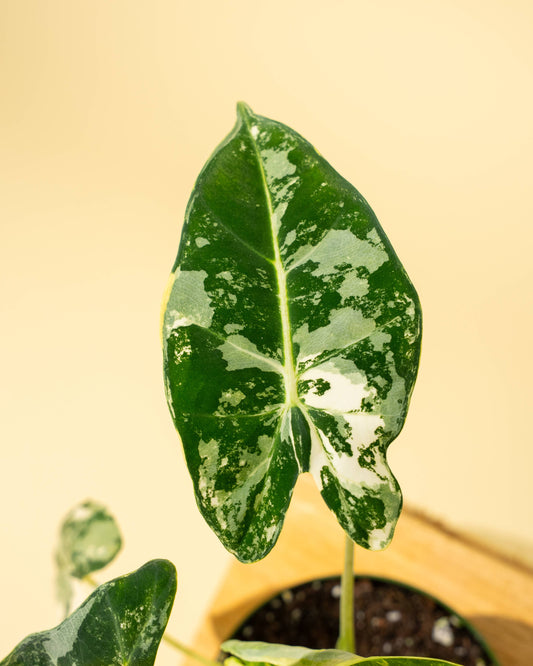 Alocasia Frydek Var.