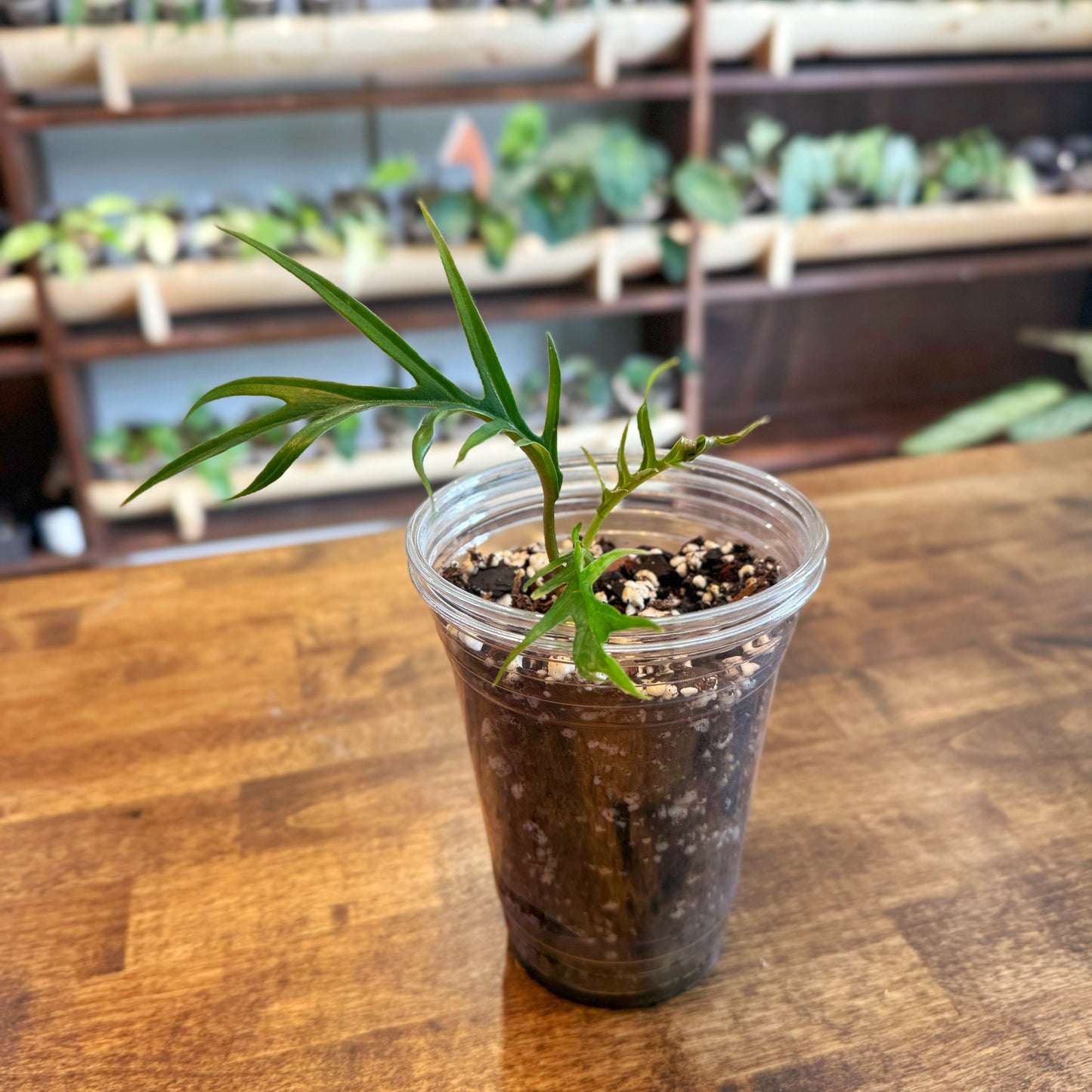 Philodendron Tortum