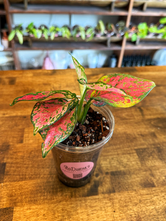 Aglaonema Lady Valentine