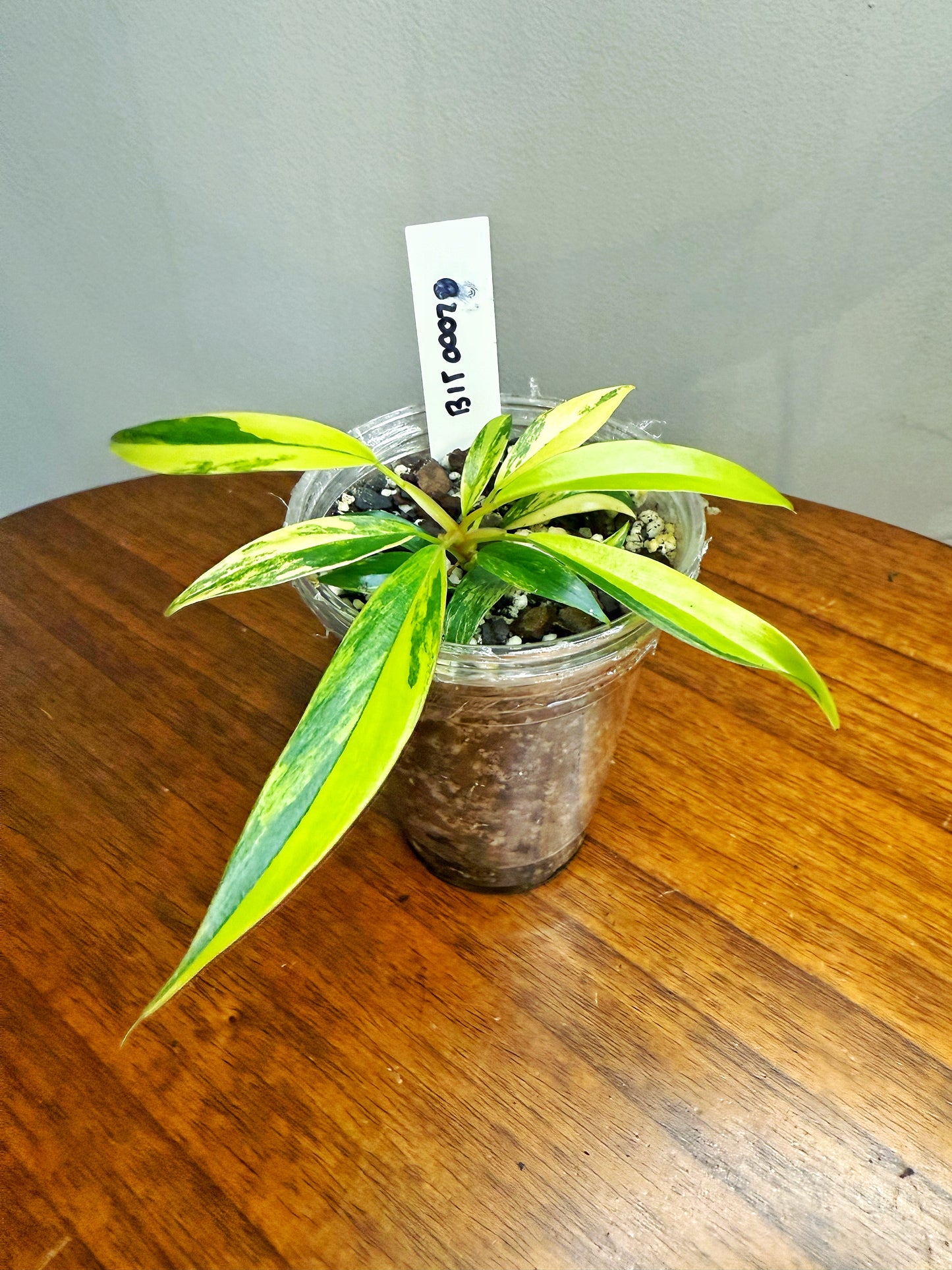 Philodendron Caramel Marble