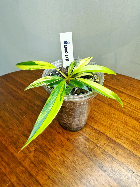 Philodendron Caramel Marble