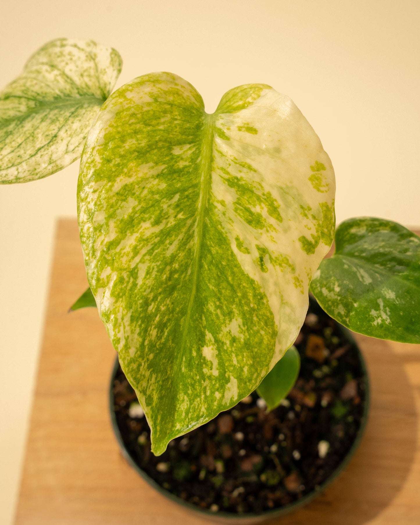 Monstera Mint
