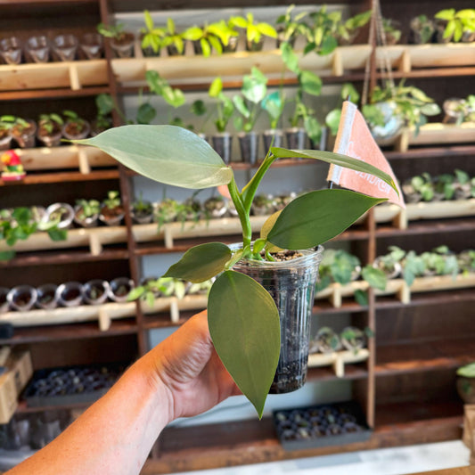 Philodendron Silver Sword
