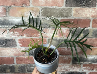 Philodendron Tortum