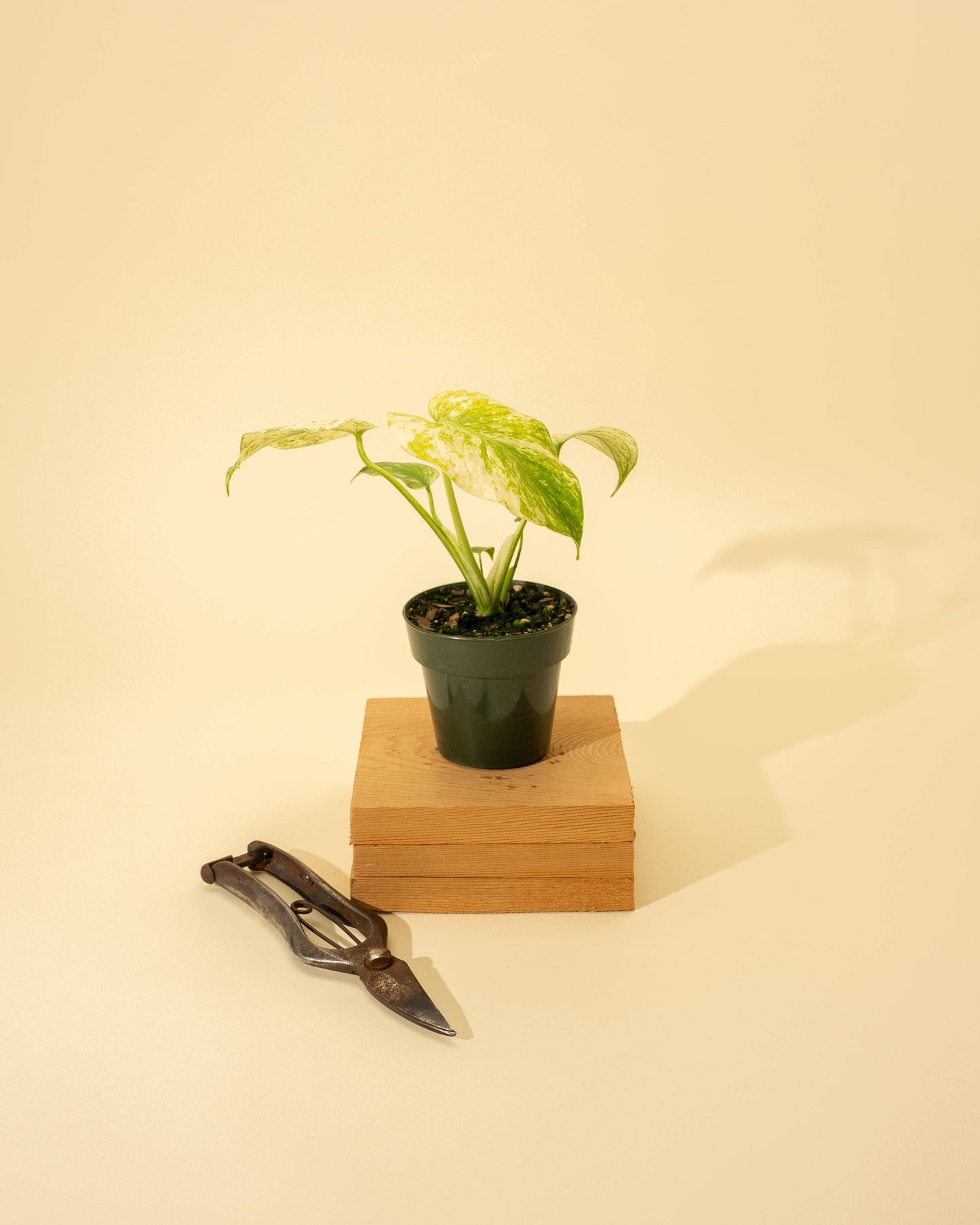 Monstera Mint