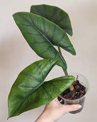 Alocasia Blue Dragon
