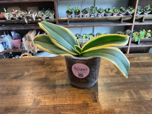 Variegated Orchid
