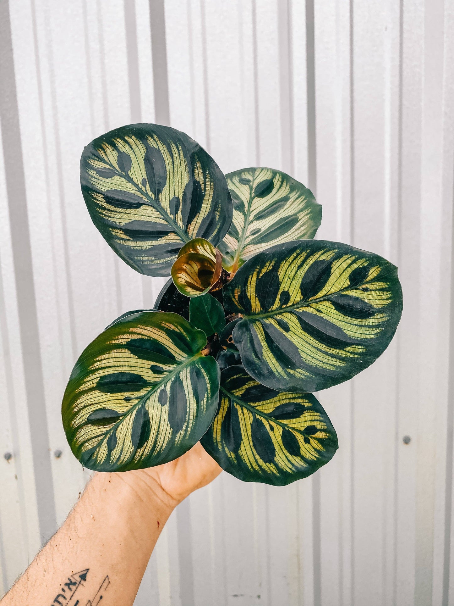 Calathea 'Makoyana'