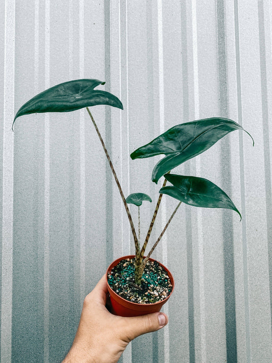 Alocasia 'Zebrina'