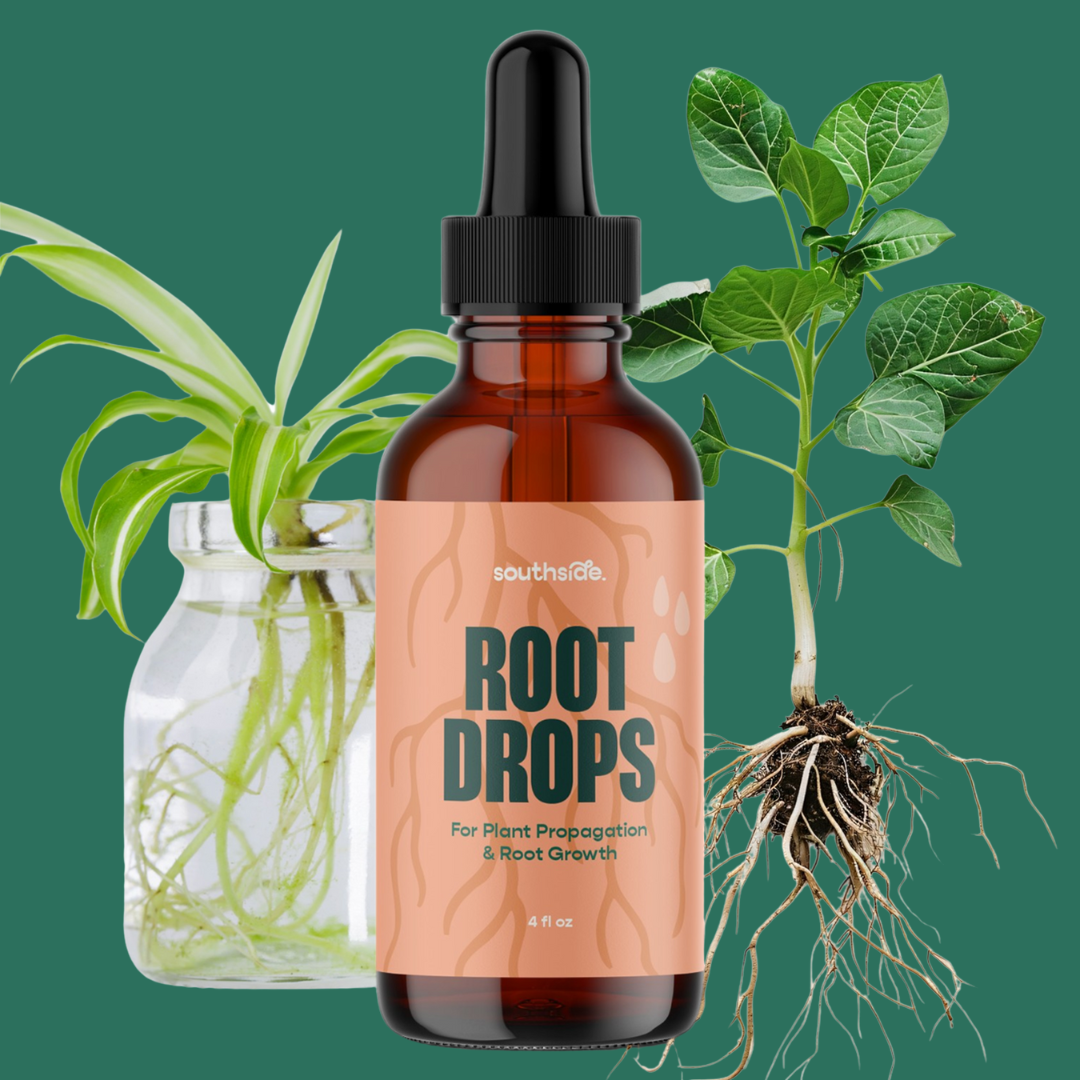 Rooted Parlor Root Drops - For Propagations & Repotting – BoDurtha's Plant Parlor