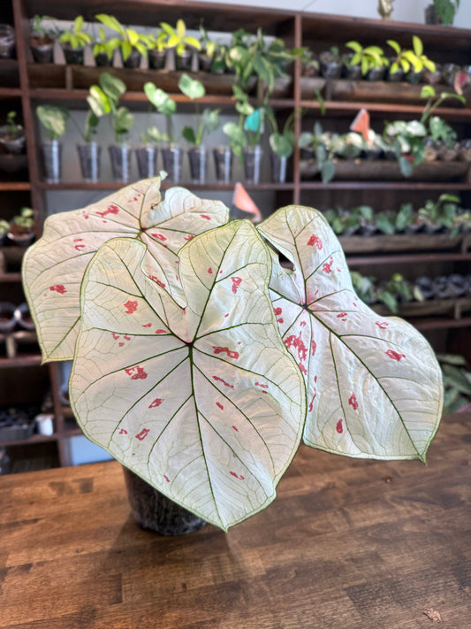 "Strawberry Star" Caladium - Bulb