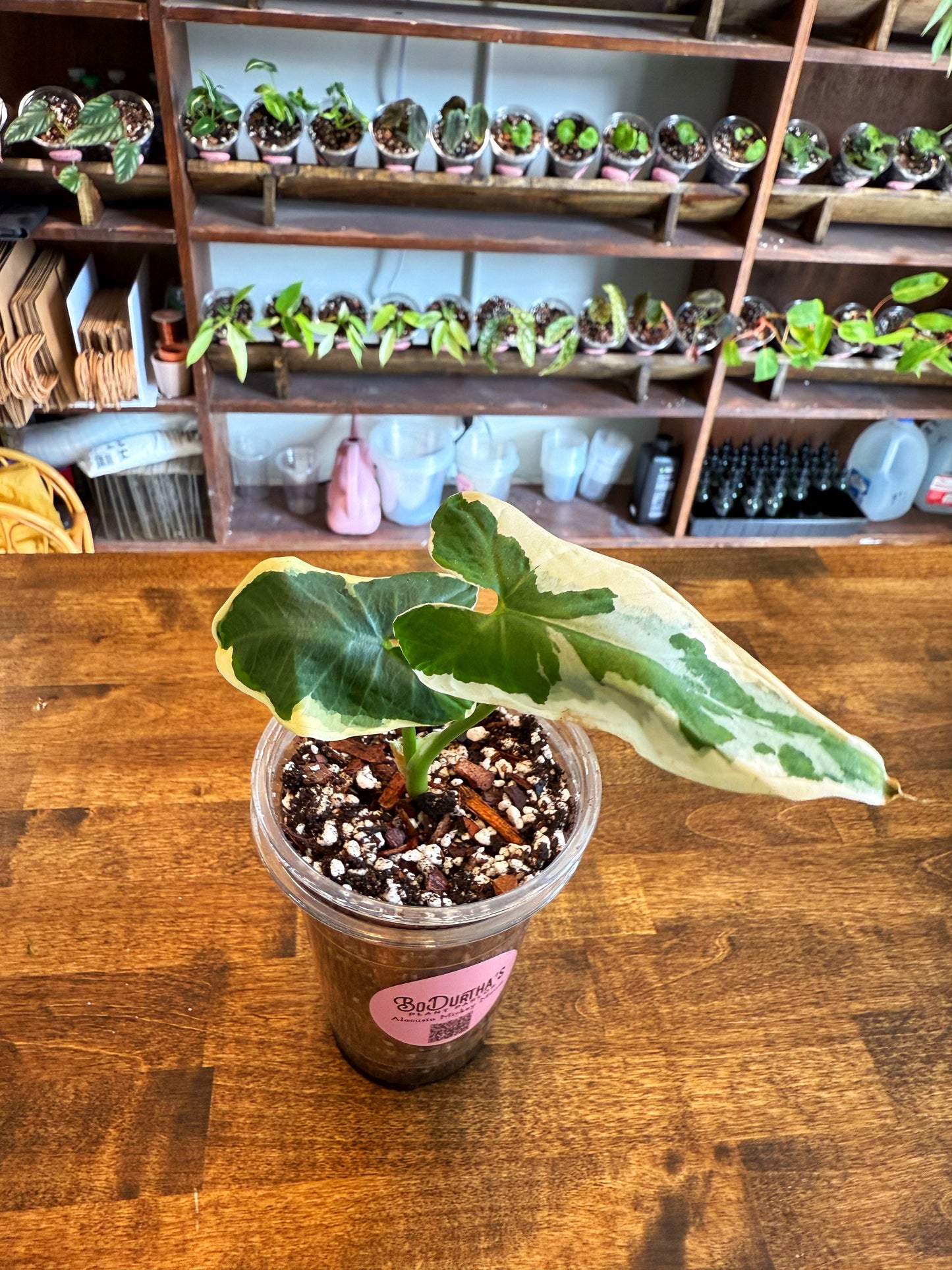Alocasia 'Mickey Mouse'