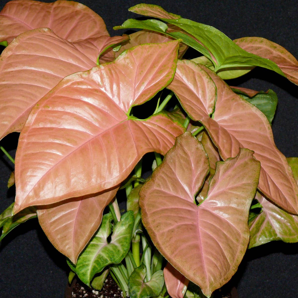 Syngonium Strawberry Cream