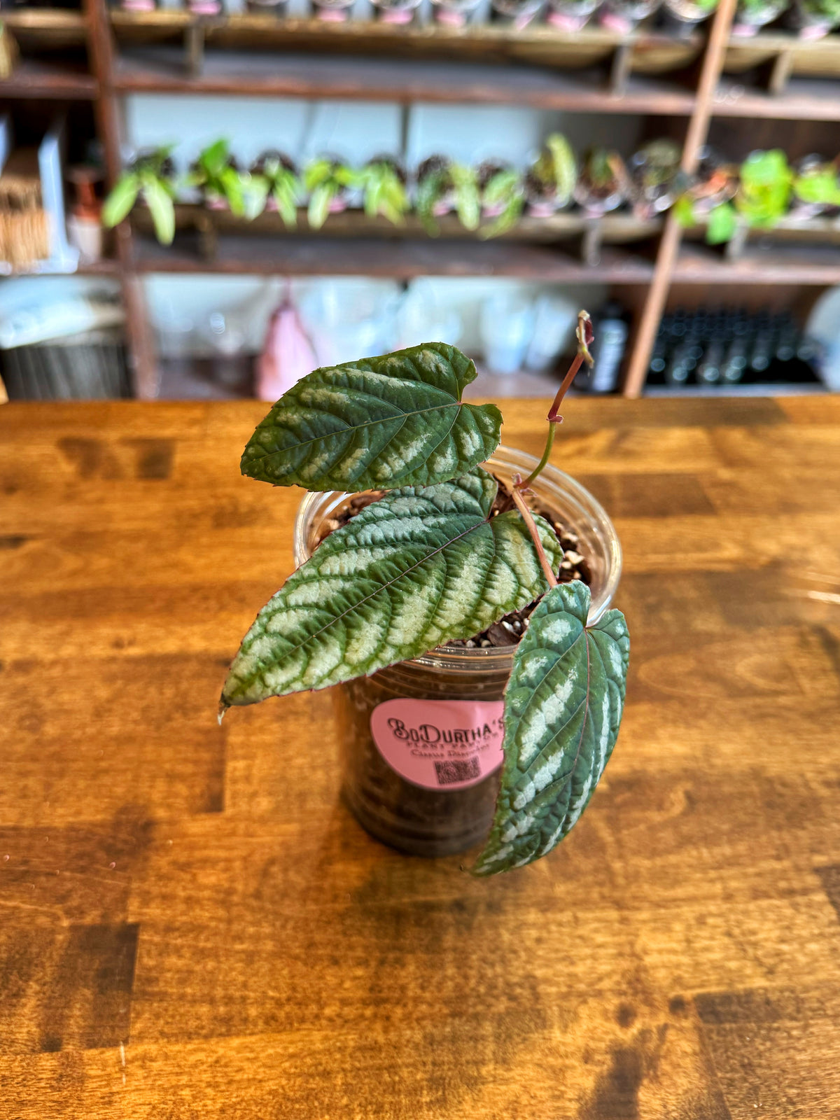 Discolor Cissus Discolor – BoDurtha's Plant Parlor