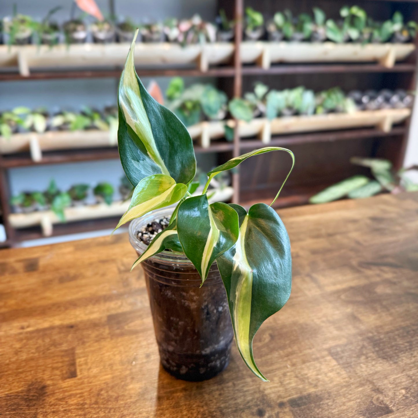 Philodendron Silver Stripe
