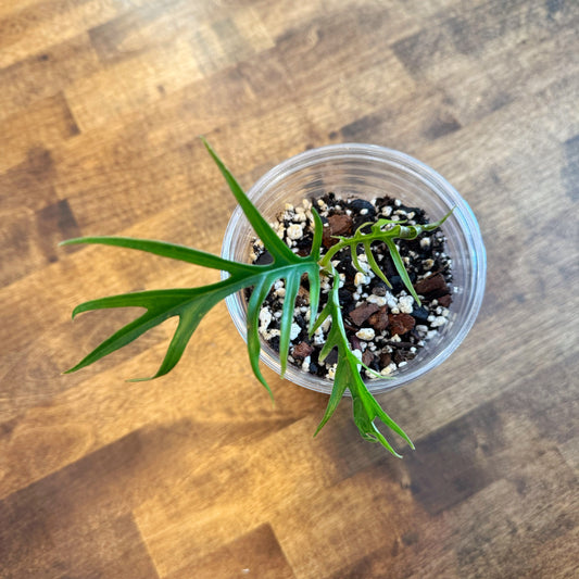 Philodendron Tortum