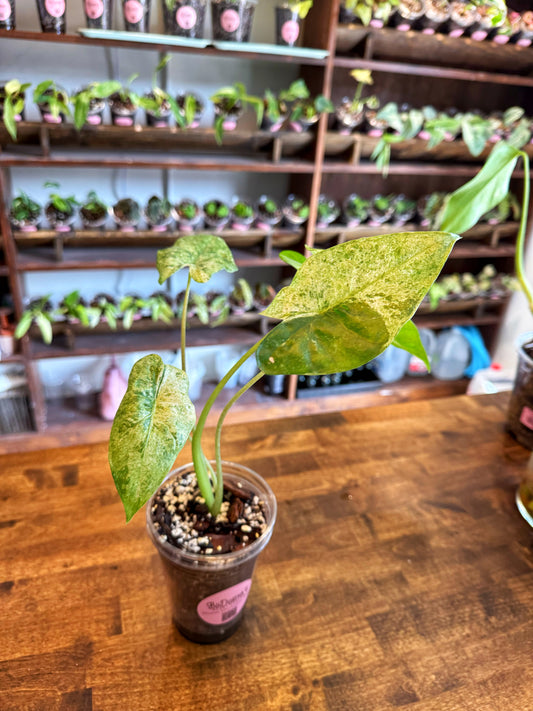 Alocasia Macrorrhiza Variegata