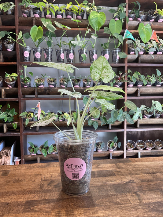 Alocasia Odora