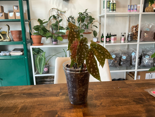 Begonia Maculata