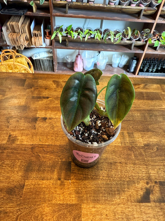 Alocasia Cuprea